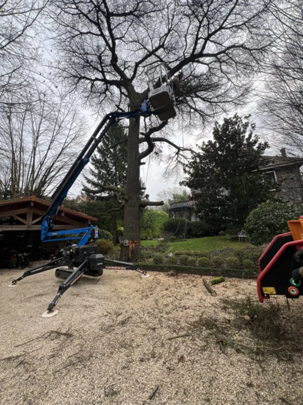 Intervention en nacelle sur un grand arbre dans un jardin