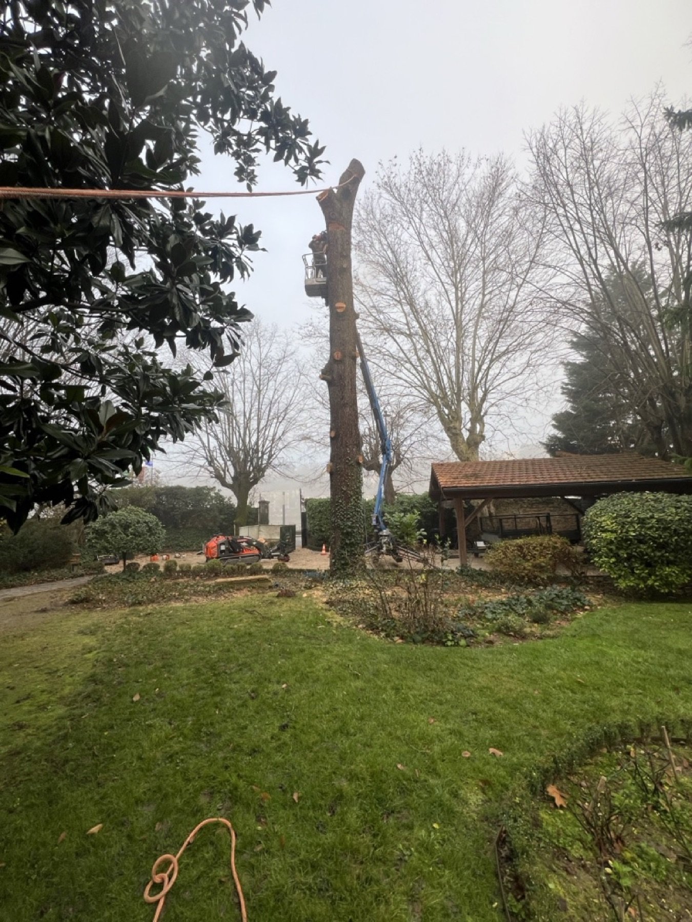 Arbre dangereux