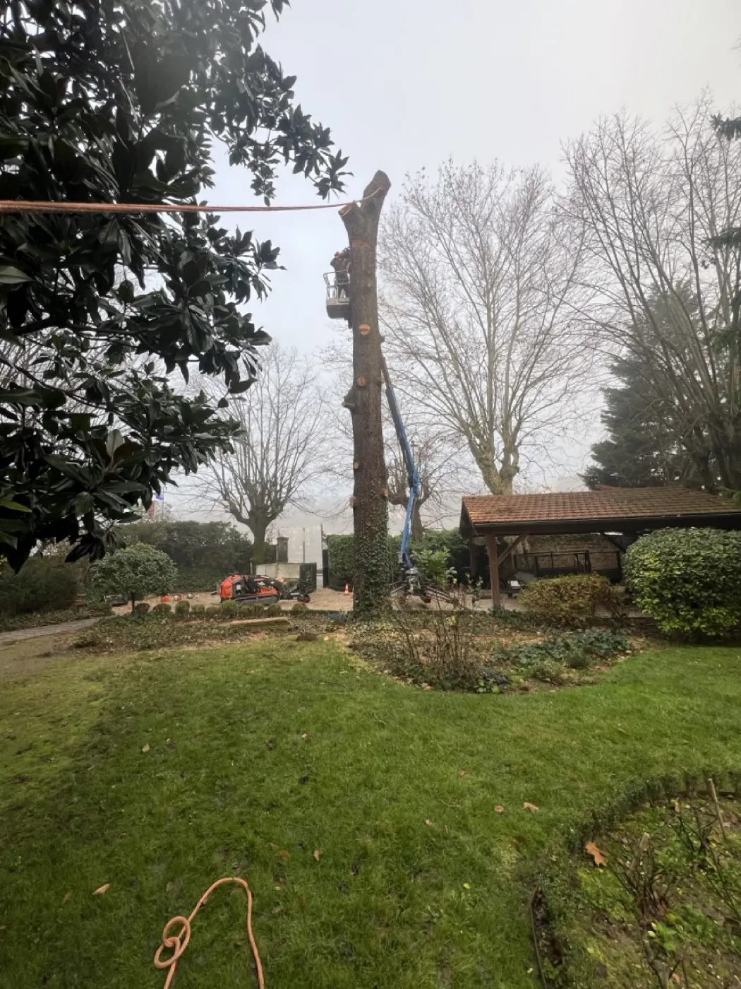 Arbre dangereux : quels signes et que faire ?