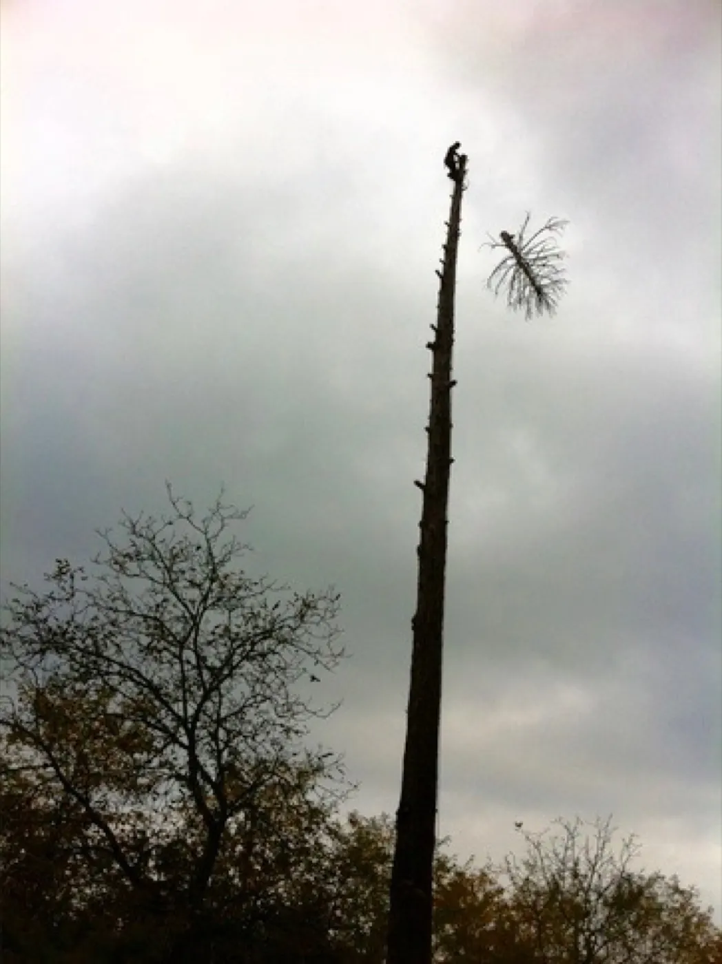 Après une tempête : comment sécuriser un arbre ?