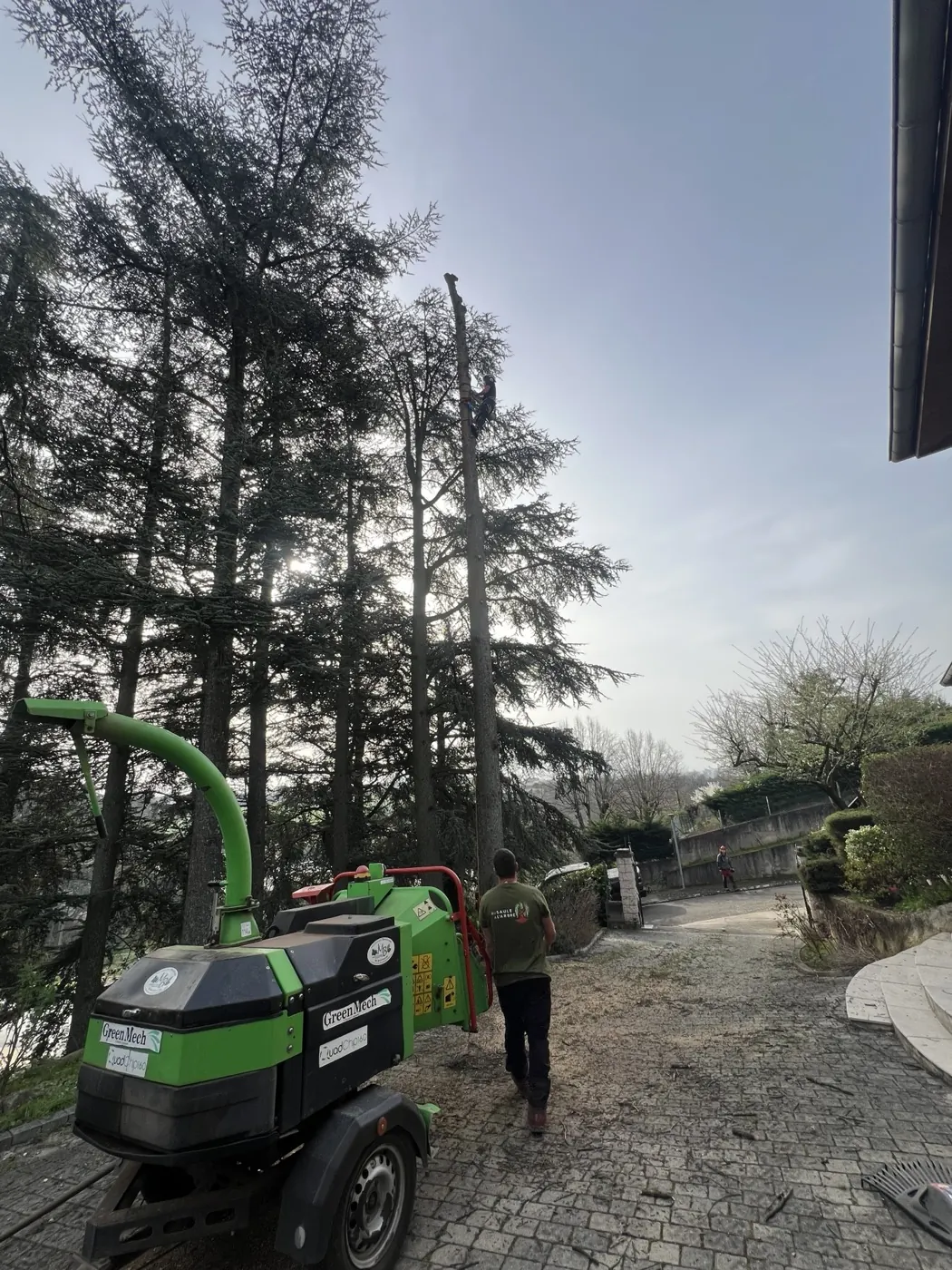 Démontage d'un grand conifère avec grimpeur et broyeur