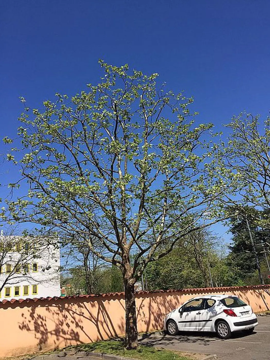 Arbre adulte à élaguer dans un environnement résidentiel
