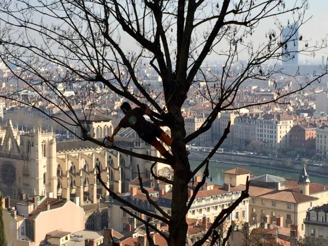 Élagueur en intervention dans un arbre avec vue sur Lyon