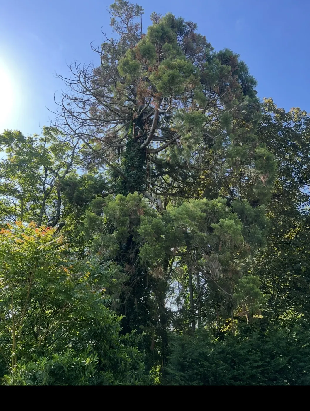 Entretien d'arbres